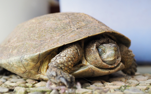 The turtle slept soundly  from Chrome web store to be run with OffiDocs Chromium online
