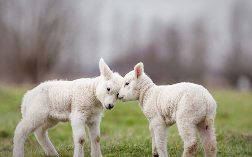 The two lambs love each other  from Chrome web store to be run with OffiDocs Chromium online