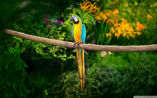 The Vibrant Parrot  from Chrome web store to be run with OffiDocs Chromium online