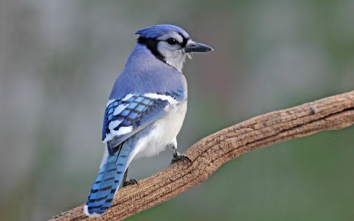 The Vibrant Spirit of the Sky  from Chrome web store to be run with OffiDocs Chromium online