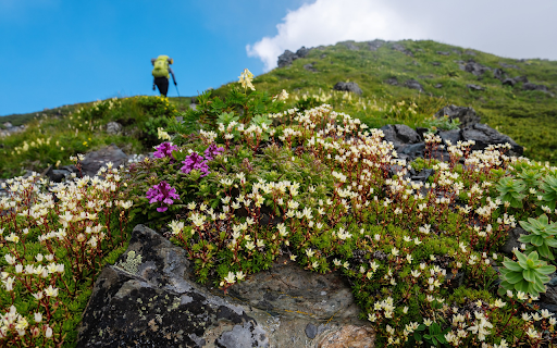 The vitality of flowers  from Chrome web store to be run with OffiDocs Chromium online