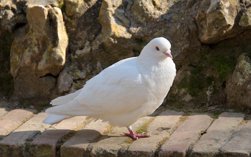 The white dove stands on one leg  from Chrome web store to be run with OffiDocs Chromium online