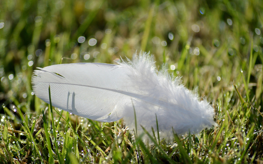 The white feather falls  from Chrome web store to be run with OffiDocs Chromium online