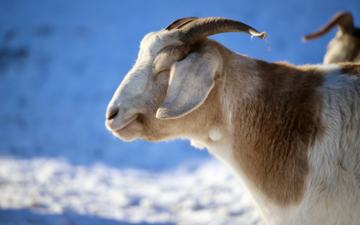 The white goat is dim in the sunlight  from Chrome web store to be run with OffiDocs Chromium online