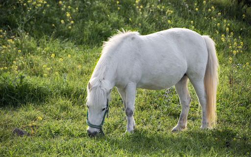 The white horse leisurely  from Chrome web store to be run with OffiDocs Chromium online