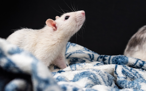The white mouse in the blanket  from Chrome web store to be run with OffiDocs Chromium online