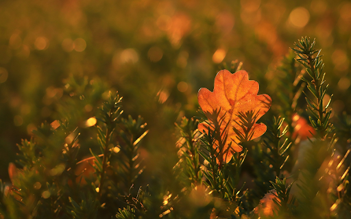 The yellow leaf falls  from Chrome web store to be run with OffiDocs Chromium online