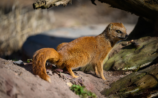The Yellow Weasel  from Chrome web store to be run with OffiDocs Chromium online
