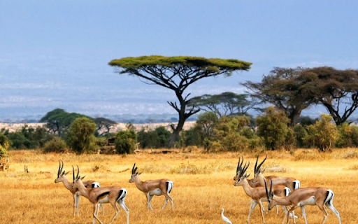 Thomson’s Gazelle: The Swift Runner of the Grasslands  from Chrome web store to be run with OffiDocs Chromium online