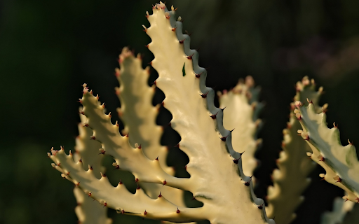 Thorny cactus branches  from Chrome web store to be run with OffiDocs Chromium online