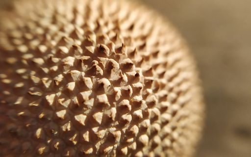 thorny fruit  from Chrome web store to be run with OffiDocs Chromium online