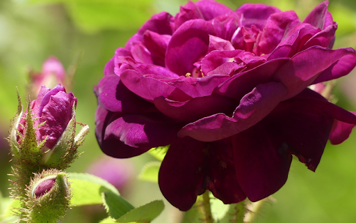Thorny Rose  from Chrome web store to be run with OffiDocs Chromium online
