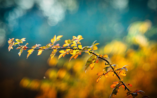 Thorny rose tree  from Chrome web store to be run with OffiDocs Chromium online