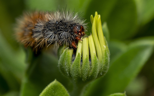 Thorny worm  from Chrome web store to be run with OffiDocs Chromium online