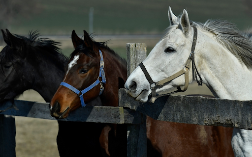 Thoroughbred Horses  from Chrome web store to be run with OffiDocs Chromium online