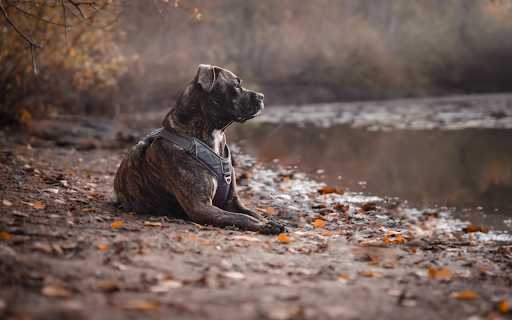 Thoughtful Pitbull  from Chrome web store to be run with OffiDocs Chromium online