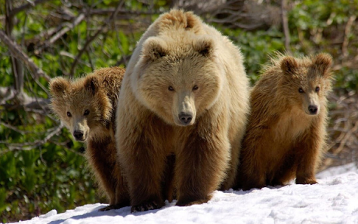 Three Bears: A Family of Strength and Survival  from Chrome web store to be run with OffiDocs Chromium online
