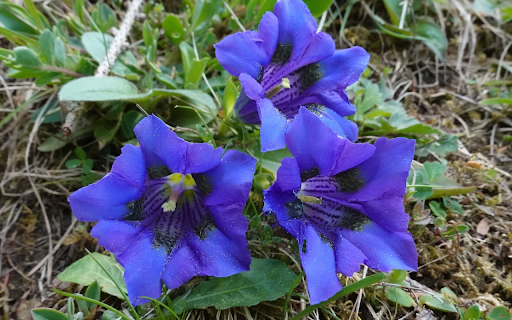 Three blue flowers  from Chrome web store to be run with OffiDocs Chromium online