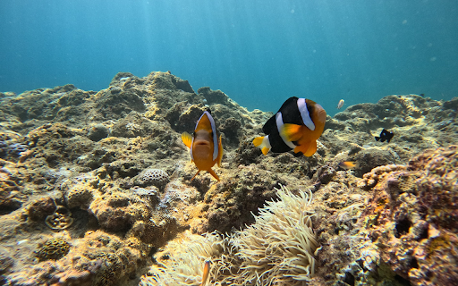 Three colored fish  from Chrome web store to be run with OffiDocs Chromium online