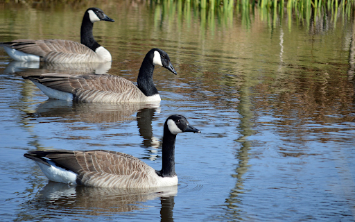 Three Geese in the Lake  from Chrome web store to be run with OffiDocs Chromium online