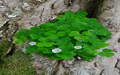 Three leaf cluster wallpaper  from Chrome web store to be run with OffiDocs Chromium online