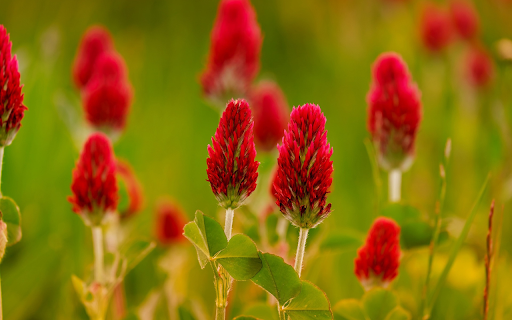 Three leaf flower  from Chrome web store to be run with OffiDocs Chromium online