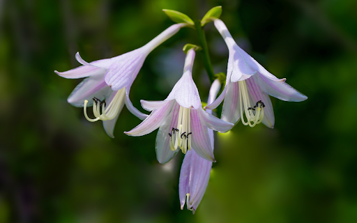 Three lilies  from Chrome web store to be run with OffiDocs Chromium online