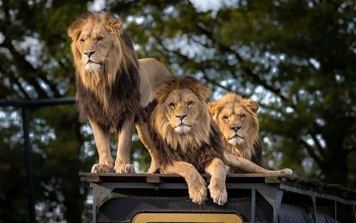 Three lions  from Chrome web store to be run with OffiDocs Chromium online