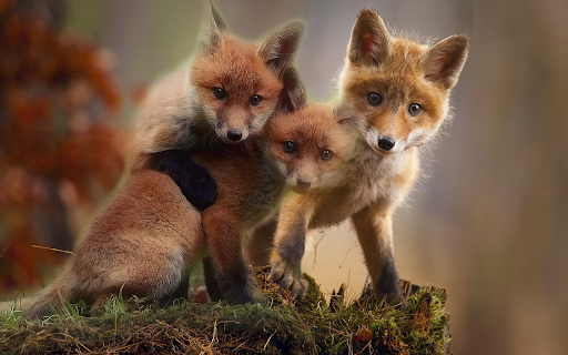 Three mischievous foxes  from Chrome web store to be run with OffiDocs Chromium online