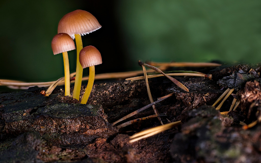 Three mushrooms  from Chrome web store to be run with OffiDocs Chromium online