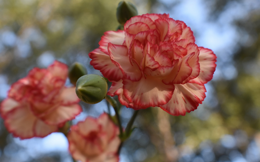 Threeorange yellow flowers  from Chrome web store to be run with OffiDocs Chromium online