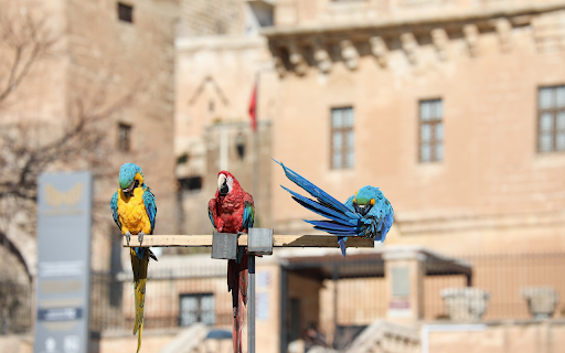 Three parrots  from Chrome web store to be run with OffiDocs Chromium online