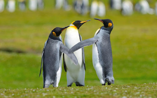 Three Penguins: A Trio of Playful Ice Explorers  from Chrome web store to be run with OffiDocs Chromium online