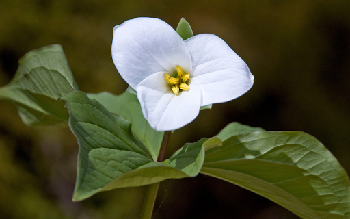 Three petal flower  from Chrome web store to be run with OffiDocs Chromium online