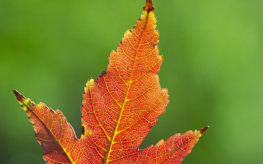 Three pointed leaf  from Chrome web store to be run with OffiDocs Chromium online