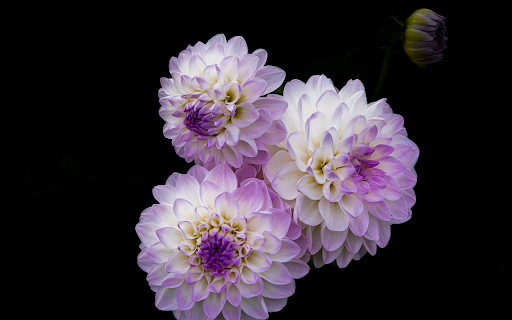 Three purple and white flowers  from Chrome web store to be run with OffiDocs Chromium online