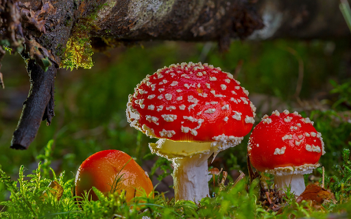 three red mushrooms  from Chrome web store to be run with OffiDocs Chromium online