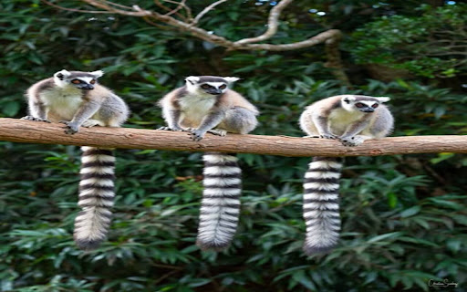 three ring tailed lemurs wallpaper  from Chrome web store to be run with OffiDocs Chromium online
