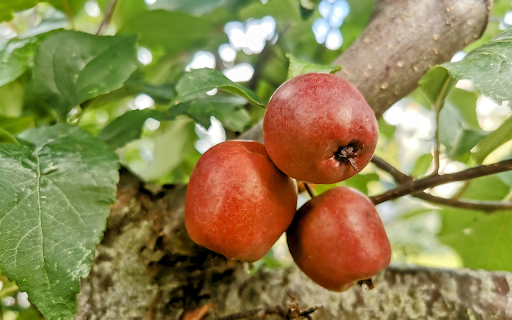 Three ripe apples  from Chrome web store to be run with OffiDocs Chromium online