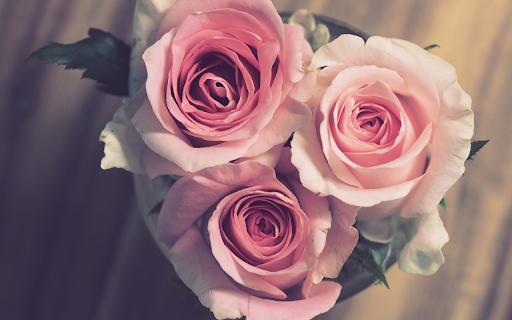 Three roses  from Chrome web store to be run with OffiDocs Chromium online