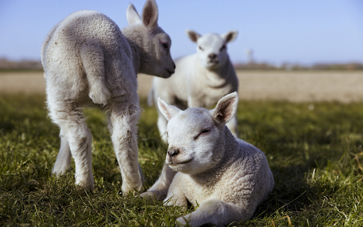 Three sheeps  from Chrome web store to be run with OffiDocs Chromium online