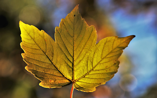 Three sided leaf  from Chrome web store to be run with OffiDocs Chromium online
