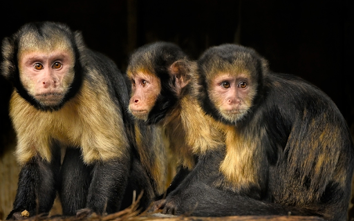 Three two colored monkeys  from Chrome web store to be run with OffiDocs Chromium online