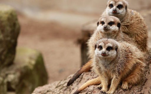 Three weasels  from Chrome web store to be run with OffiDocs Chromium online