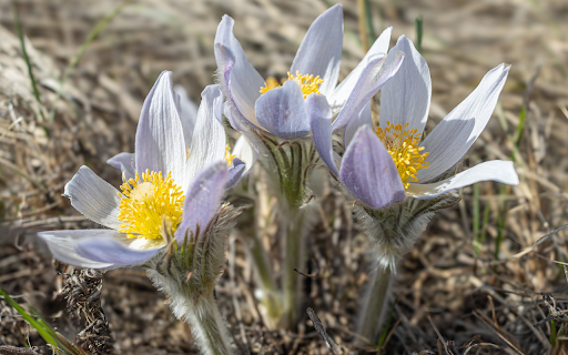 Three White Flowers  from Chrome web store to be run with OffiDocs Chromium online