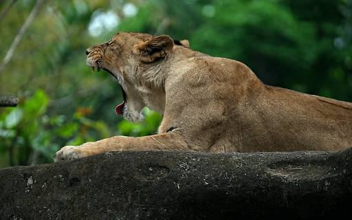 tiger and big mouth  from Chrome web store to be run with OffiDocs Chromium online