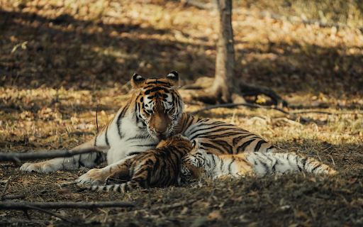 Tiger and Cub Resting in Sunlit Forest  from Chrome web store to be run with OffiDocs Chromium online