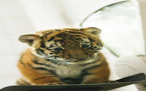 tiger cub wallpaper  from Chrome web store to be run with OffiDocs Chromium online