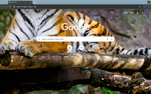 tiger lying on the rock  from Chrome web store to be run with OffiDocs Chromium online