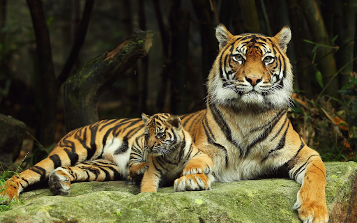 Tigers motherly love  from Chrome web store to be run with OffiDocs Chromium online